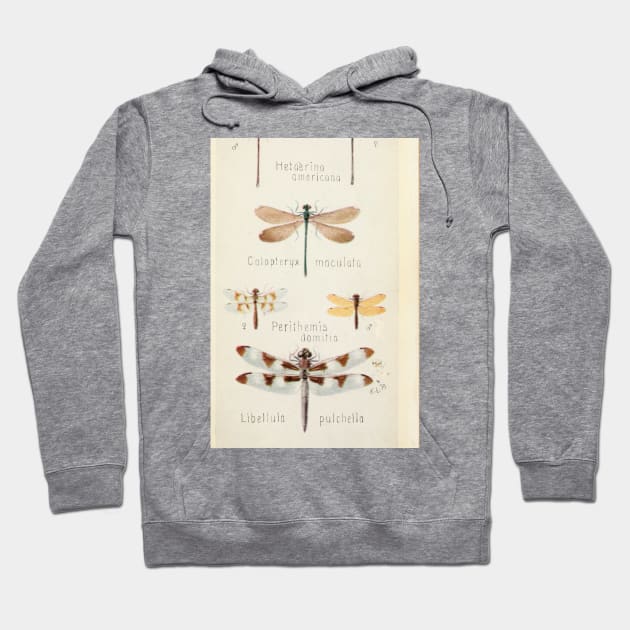 Dragonfly insect Hoodie by MiljanaVuckovic